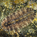 Chiton sp. 25